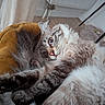 blanket, blue_eyes, cat, cats, chair, cozy, cuddling, feline, fluffy, fur, home, indoor, kitten, long_hair, lying_down, pet, pink_nose, sleeping, whiskers, wide_eyed