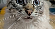 Sully a rejoint le concours — aidez-le/la à gagner de superbes lots ! animal, blue_eyes, cat, centered_composition, close_up, curious, ear_tufts, facial_expression, fluffy, gray_fur, indoors, kitten, long_hair, pet, pink_nose, portrait, tabby, whiskers, white_fur, wood_floor