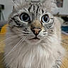 animal, blue_eyes, cat, centered_composition, close_up, curious, ear_tufts, facial_expression, fluffy, gray_fur, indoors, kitten, long_hair, pet, pink_nose, portrait, tabby, whiskers, white_fur, wood_floor
