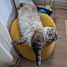 Sully a rejoint le concours — aidez-le/la à gagner de superbes lots ! animal, blue_eyes, cat, curtain, fluffy, funny_pose, gray, indoor, lamp, living_room, long_hair, lying_down, ottoman, pet, radiator, relaxed, striped, white, wood_floor, yellow_chair