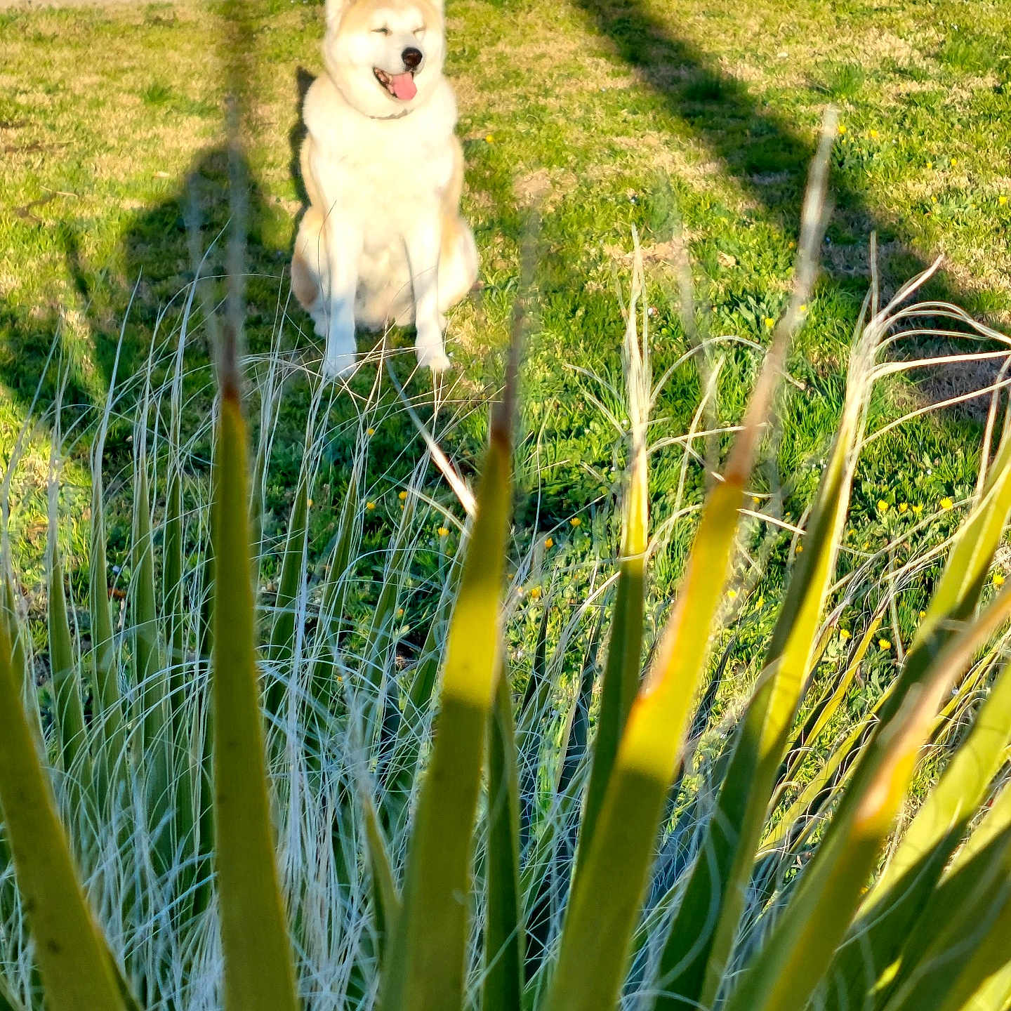 Jahya