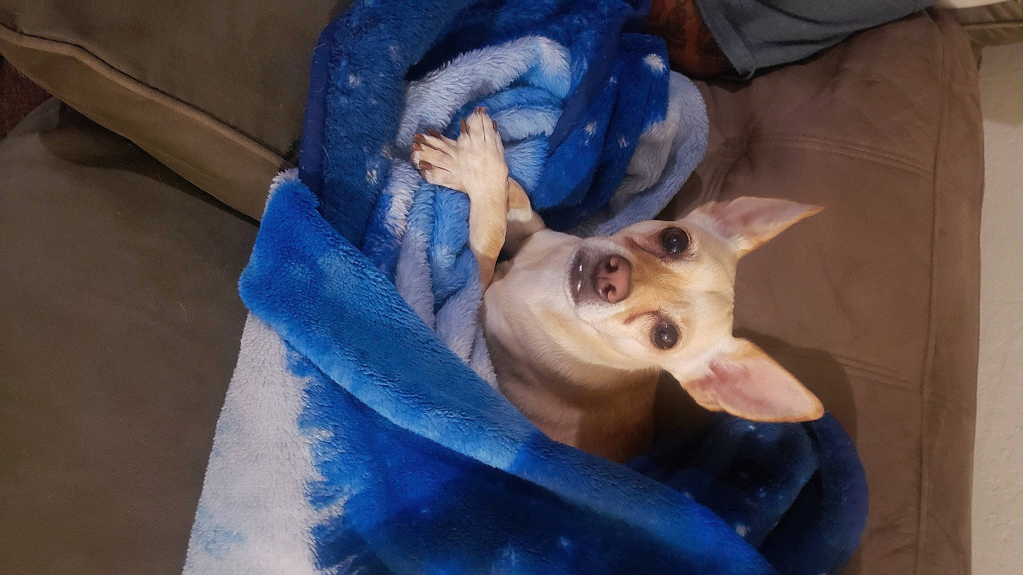 Avery is registered to the contest to win money with this photo: american_hairless_terrier, canidae, carnivore, cat, companion_dog, dog, dog_breed, donskoy, ear, fawn, felidae, mammal, peterbald, small_to_medium_sized_cats, snout, sphynx, vertebrate