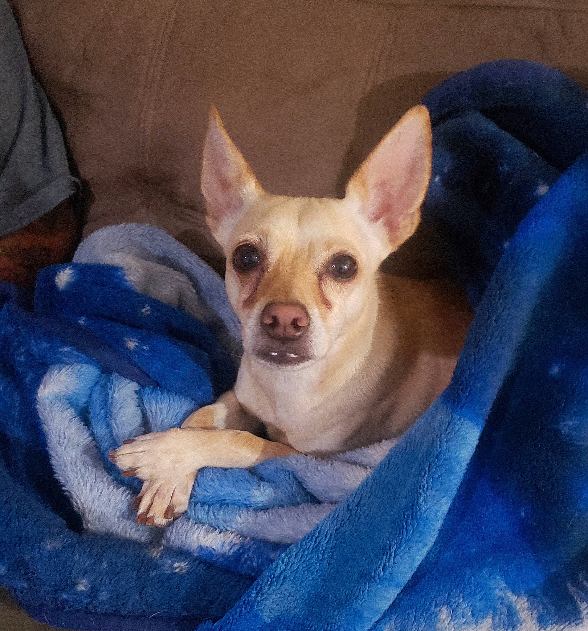 Avery joined the competition — help win amazing prizes! canidae, carnivore, chihuahua, companion_dog, corgi_chihuahua, dog, dog_breed, ear, fawn, head, mammal, puppy, russkiy_toy, skin, snout, teddy_roosevelt_terrier, toy_dog, toy_fox_terrier, vertebrate, whiskers