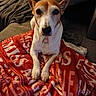 Lady participe au concours pour gagner de l'argent avec cette photo : animal, blanket, calm, companion, couch, cozy, cushion, cute, dog, ears, fur, home, indoors, looking, pet, red, relaxed, sitting, soft, white_text