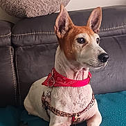 Lady a rejoint le concours — aidez-le/la à gagner de superbes lots ! dog, pet, collar, harness, leopard_print, blanket, couch, indoor, brown_and_white, ears_up, alert, resting, animal, domestic_animal, fur, paw, snout, side_view, looking_away, comfortable