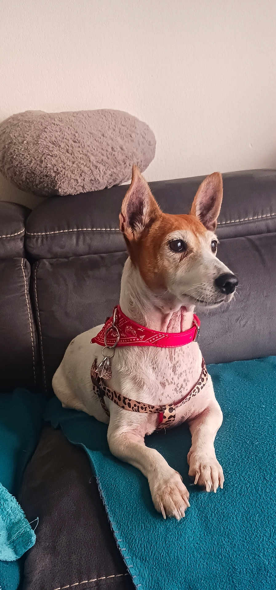 Lady a rejoint le concours — aidez-le/la à gagner de superbes lots ! dog, pet, collar, harness, leopard_print, blanket, couch, indoor, brown_and_white, ears_up, alert, resting, animal, domestic_animal, fur, paw, snout, side_view, looking_away, comfortable