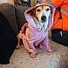animal, blanket, calm, canine, companion, couch, cozy, decorative_pillow, dog, home, hood, indoor, moon_pattern, orange_jacket, person, pet, pillow, pink_raincoat, sitting, star_pattern