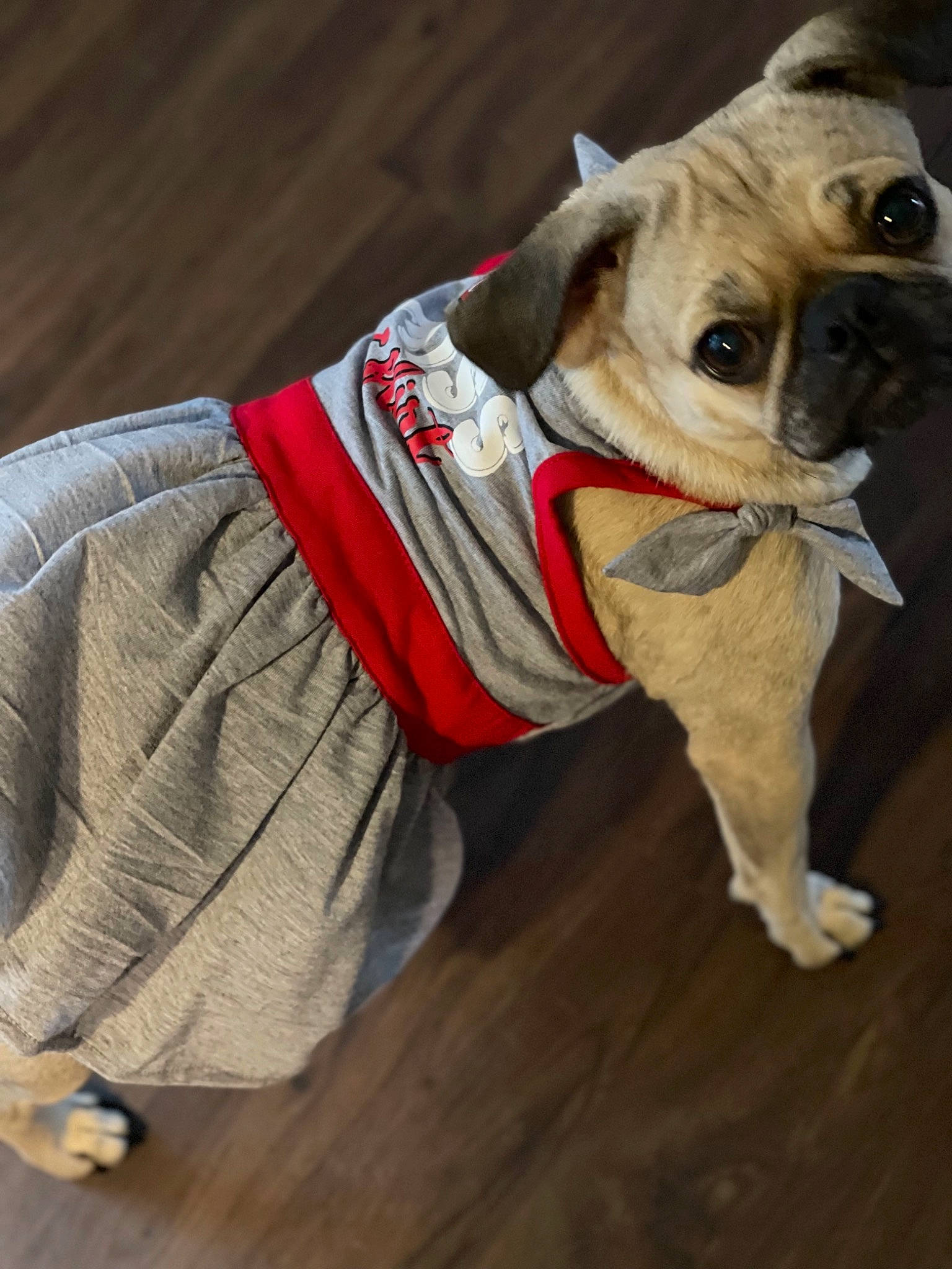 Irie joined the competition — help win amazing prizes! canidae, carnivore, collar, companion_dog, dog, dog_breed, dog_clothes, dog_collar, dog_supply, fawn, leash, pet_supply, sleeve, snout, sporting_group, toy_dog, whiskers, wood, working_animal, wrinkle