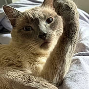 Flocon participe au concours pour gagner de l'argent avec cette photo : cat, feline, blue_eyes, paw, fur, whiskers, bed, blanket, indoor, relaxed, close_up, animal, pet, mammal, cute, soft_light, portrait, resting, cozy, sleepy