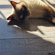 Star Lord participe au concours pour gagner de l'argent avec cette photo : animal, blue_eyes, cat, closeup, curious, domestic_cat, flooring, fur, home, indoor, laying_down, mammal, pet, relaxed, resting, shadow, siamese, sunlight, whiskers, wooden_floor
