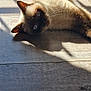 animal, blue_eyes, cat, closeup, curious, domestic_cat, flooring, fur, home, indoor, laying_down, mammal, pet, relaxed, resting, shadow, siamese, sunlight, whiskers, wooden_floor