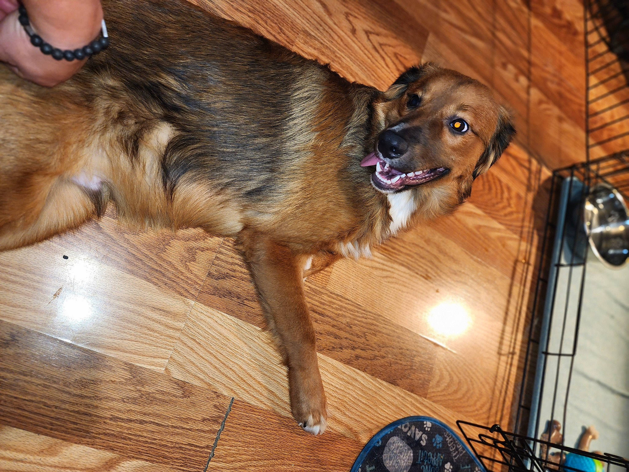 Natsu is registered to the contest to win money with this photo: carnivore, companion_dog, dog, dog_breed, fawn, floor, flooring, fur, guard_dog, hardwood, laminate_flooring, pet_supply, plank, sporting_group, varnish, wood, wood_flooring, wood_stain, working_animal, working_dog