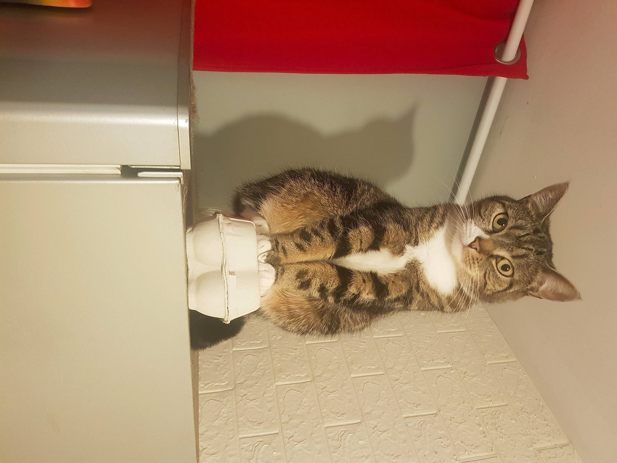 Minette participe au concours pour gagner de l'argent avec cette photo : box, cardboard, carnivore, cat, claw, domestic_short_haired_cat, felidae, fur, metal, paw, room, small_to_medium_sized_cats, snout, tail, whiskers