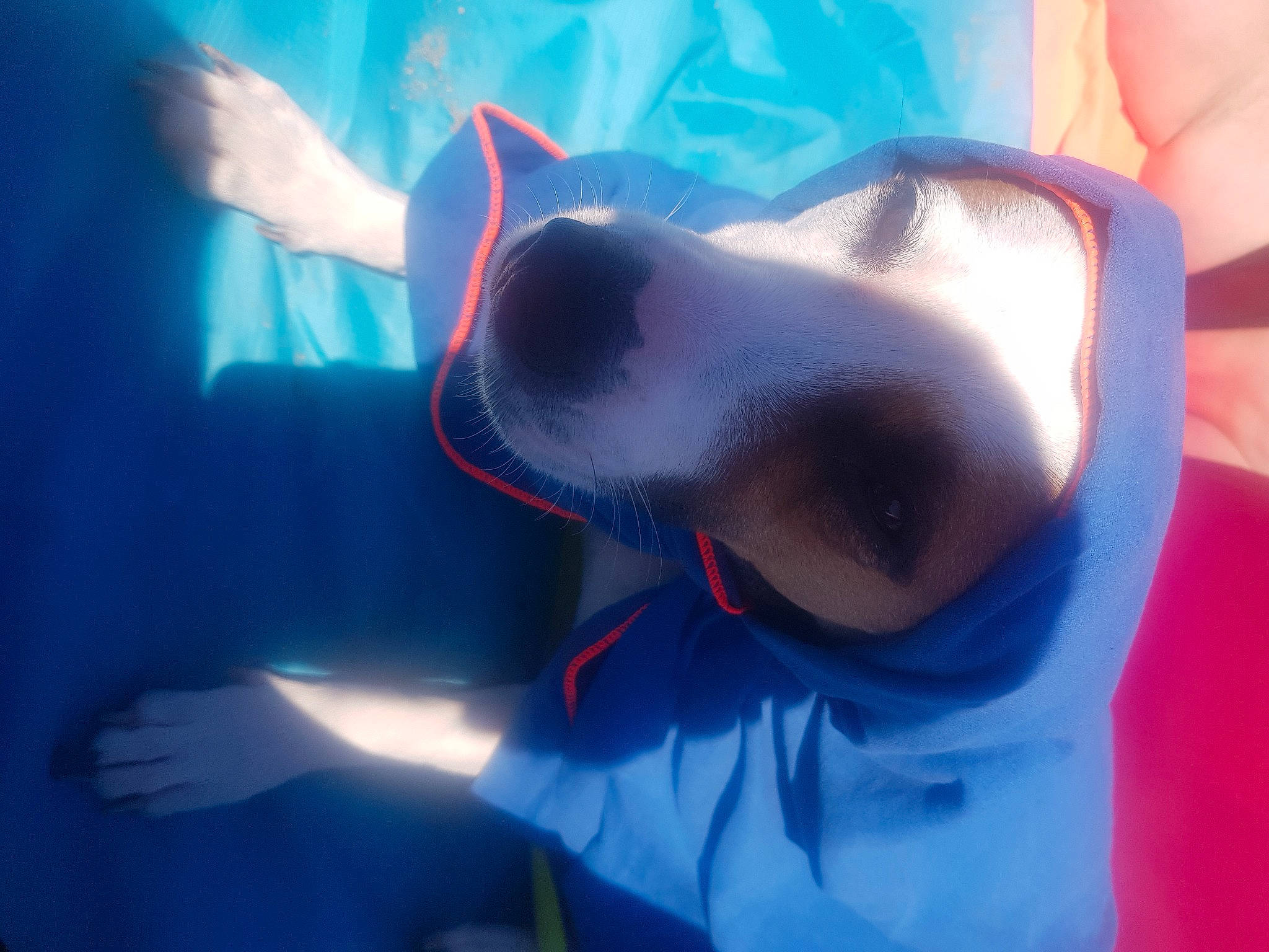 Nala a rejoint le concours — aidez-le/la à gagner de superbes lots ! azure, carnivore, dog, dog_breed, electric_blue, eyewear, finger, fun, gesture, happy, jaw, leisure, lens_flare, mouth, personal_protective_equipment, recreation, selfie, smile, sunglasses, underwater