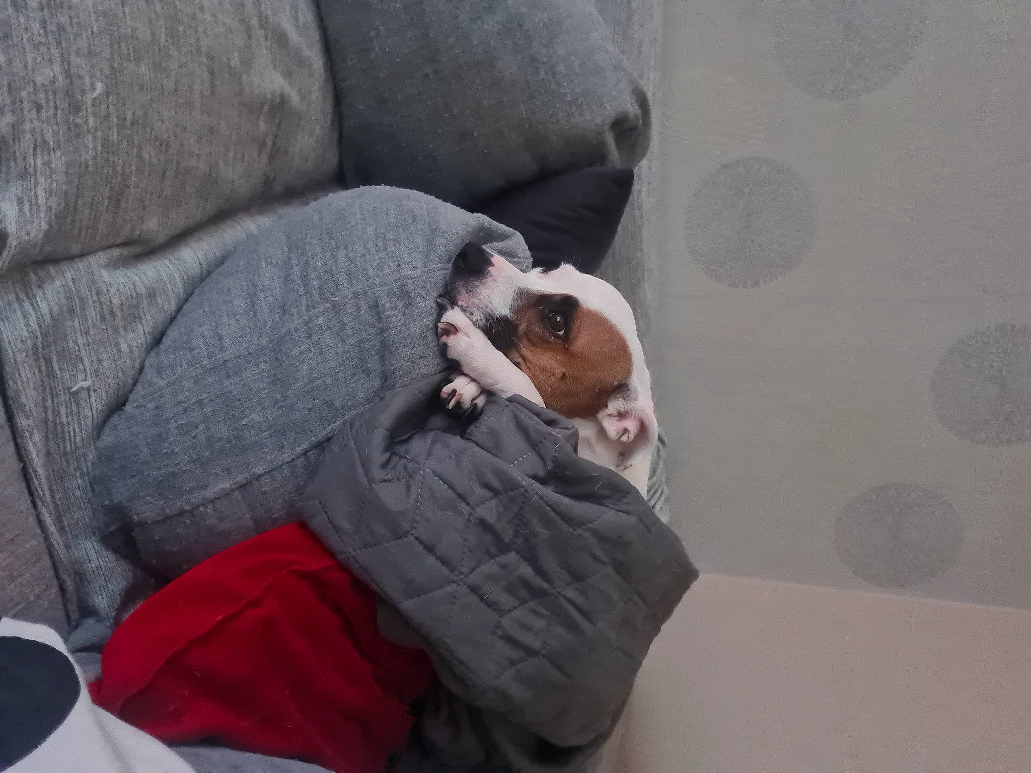 Nala participe au concours pour gagner de l'argent avec cette photo : arm, audio_equipment, auto_part, bag, canidae, comfort, companion_dog, eyewear, fur, grey, hand, human_body, human_leg, knee, leg, linens, microphone, nail, room, sitting