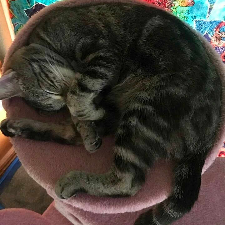 Mary Jane joined the competition — help win amazing prizes! abyssinian, animal, cat, chair, couch, cushion, face, furniture, head, homedecor, indoors, kitten, manx, person, pet, photography, plant, portrait, pottedplant, sleeping