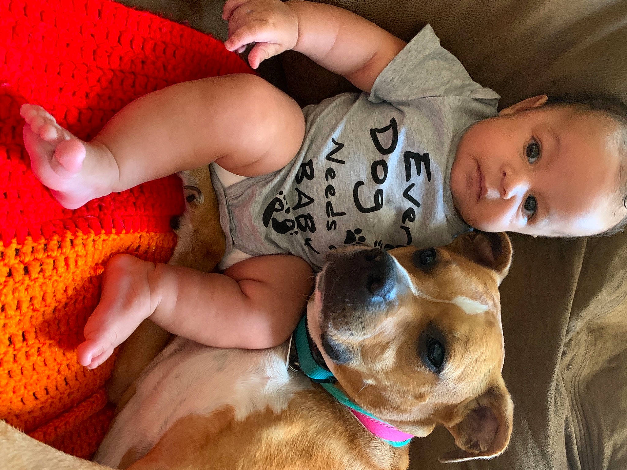 Damari is registered to the contest to win money with this photo: baby, canidae, carnivore, child, companion_dog, dog, dog_breed, ear, fawn, happy, nap, nose, person, play, puppy_love, snout, sporting_group, toddler