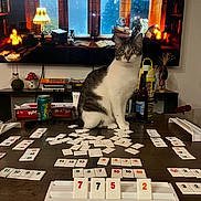 Jasper joined the competition — help win amazing prizes! board_game, books, bottle, can, castle, cat, curious, decor, domino_tiles, game_table, indoor, lamp, pet, playing, relaxing, screen, shelf, television, tiles, wooden_table