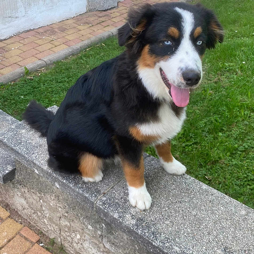 Jazz participe au concours pour gagner de l'argent avec cette photo : animal, architecture, backyard, brick, building, canine, dog, grass, nature, outdoors, path, pet, plant, puppy, rock, sidewalk, slate, walkway, wall, yard