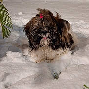 Kya participe au concours pour gagner de l'argent avec cette photo : animal, background, cold, cute, dog, fence, fluffy, fun, fur, green_plant, hair_tie, nature, outdoor, pet, playful, small_dog, snow, tongue, white_snow, winter