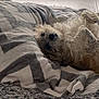 Jack a rejoint le concours — aidez-le/la à gagner de superbes lots ! dog, blanket, rug, indoor, pet, relaxed, cozy, fur, laying_down, window, home, floor, domestic_animal, cute, animal, companion, resting, furry, small_dog, comfort