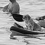 Jack participe au concours pour gagner de l'argent avec cette photo : dog, paddleboard, water, person, paddle, wet, lake, outdoor, animal, recreation, sport, calm, black_and_white, reflection, summer, pet, river, adventure, leisure, water_sport