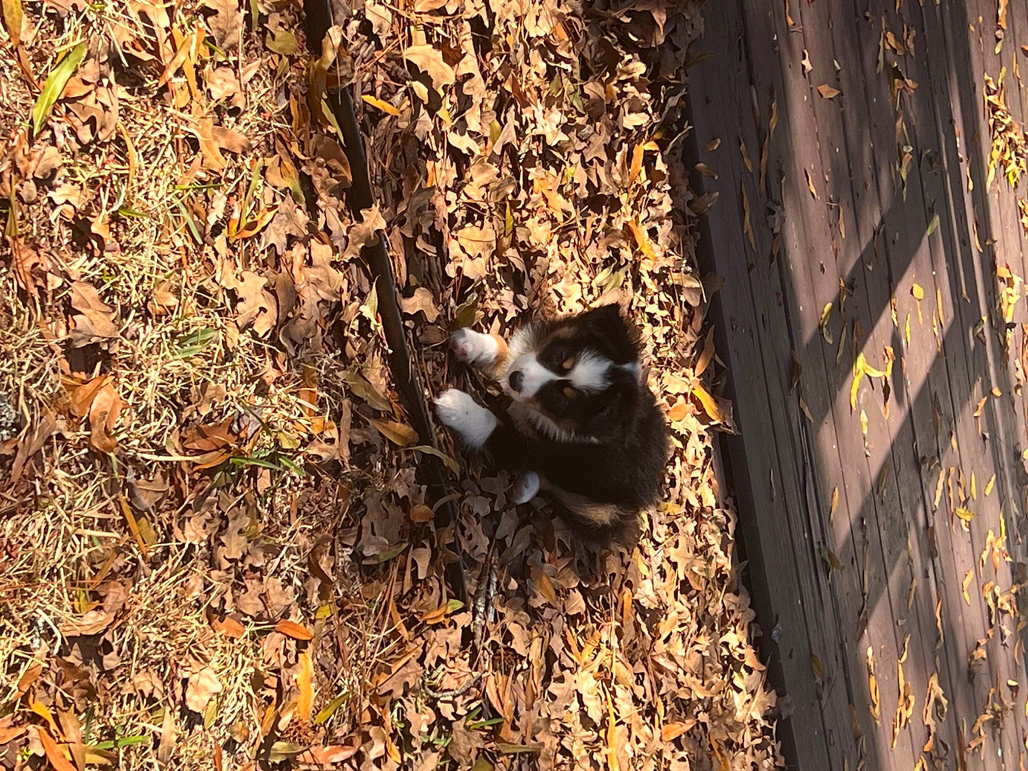 Speds is registered to the contest to win money with this photo: autumn, carnivore, cat, deciduous, fawn, felidae, fur, grass, perching_bird, shadow, small_to_medium_sized_cats, soil, sunlight, tail, terrestrial_animal, tints_and_shades, trunk, twig, whiskers, wood