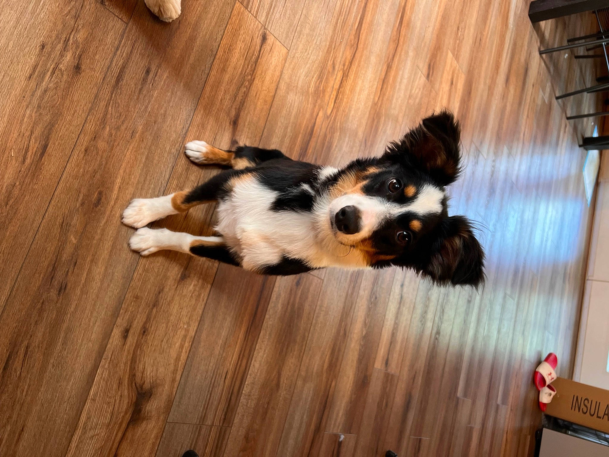 Speds joined the competition — help win amazing prizes! carnivore, companion_dog, dog, dog_breed, fawn, felidae, floor, flooring, hardwood, laminate_flooring, small_to_medium_sized_cats, snout, spaniel, tail, toy_dog, whiskers, wood, wood_flooring, wood_stain, working_animal