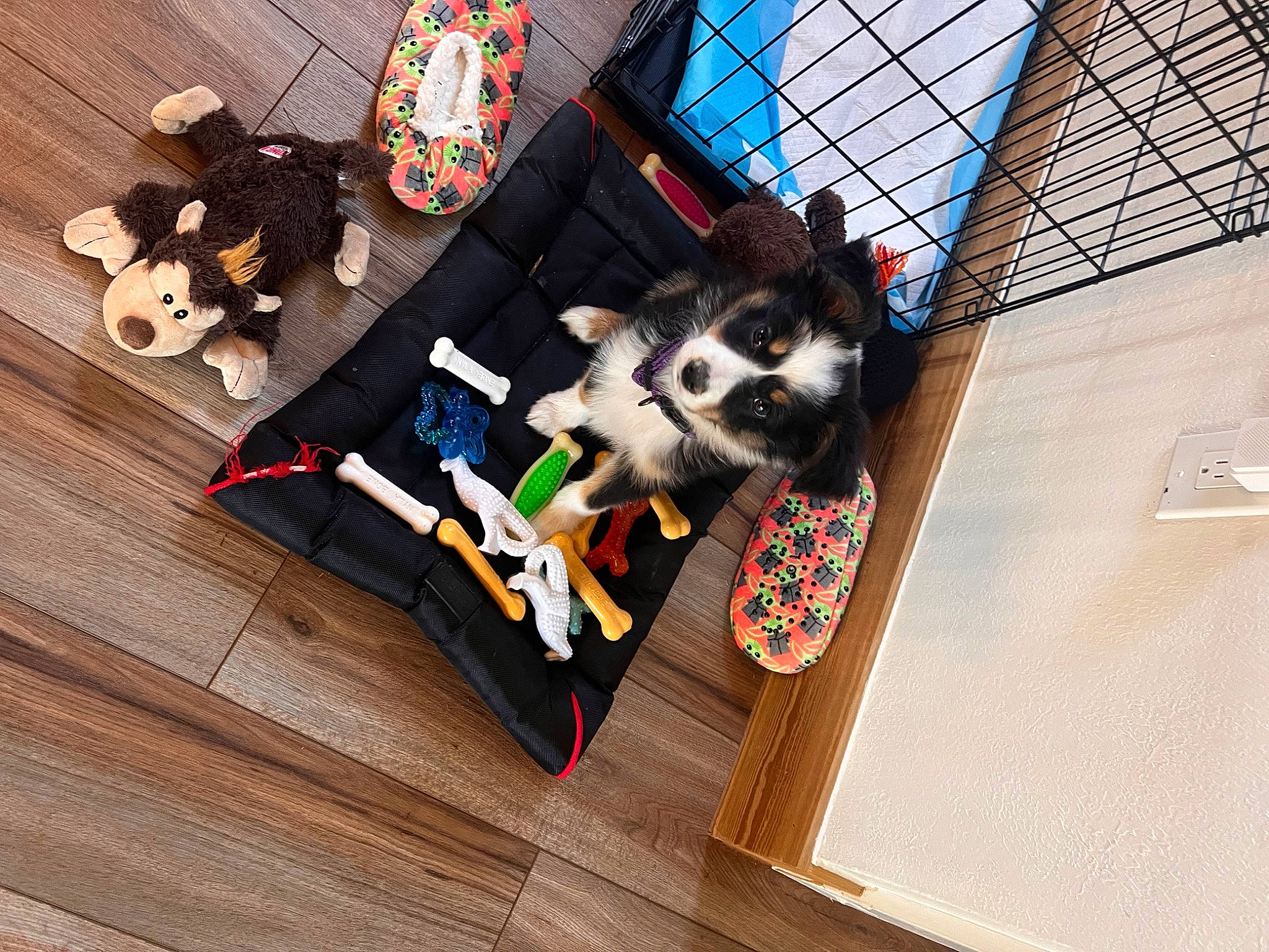 Speds joined the competition — help win amazing prizes! canidae, carmine, carnivore, companion_dog, dog_breed, dog_supply, fashion_accessory, fawn, flooring, fur, hardwood, pattern, pet_supply, sporting_group, wood, wood_flooring, wood_stain, working_animal