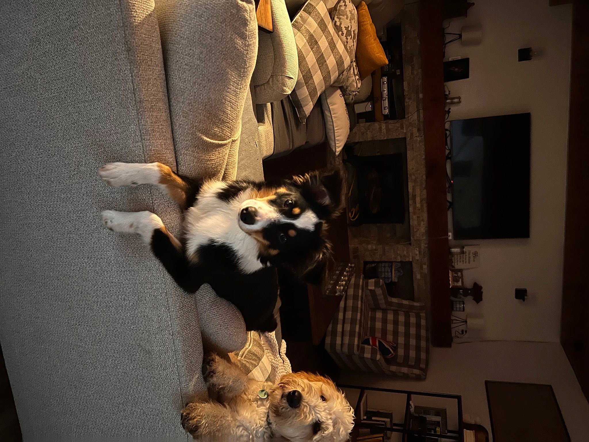 Speds joined the competition — help win amazing prizes! carnivore, chair, comfort, companion_dog, couch, dog_breed, fawn, felidae, flooring, fur, interior_design, living_room, picture_frame, room, small_to_medium_sized_cats, tail, toy, whiskers, window, wood