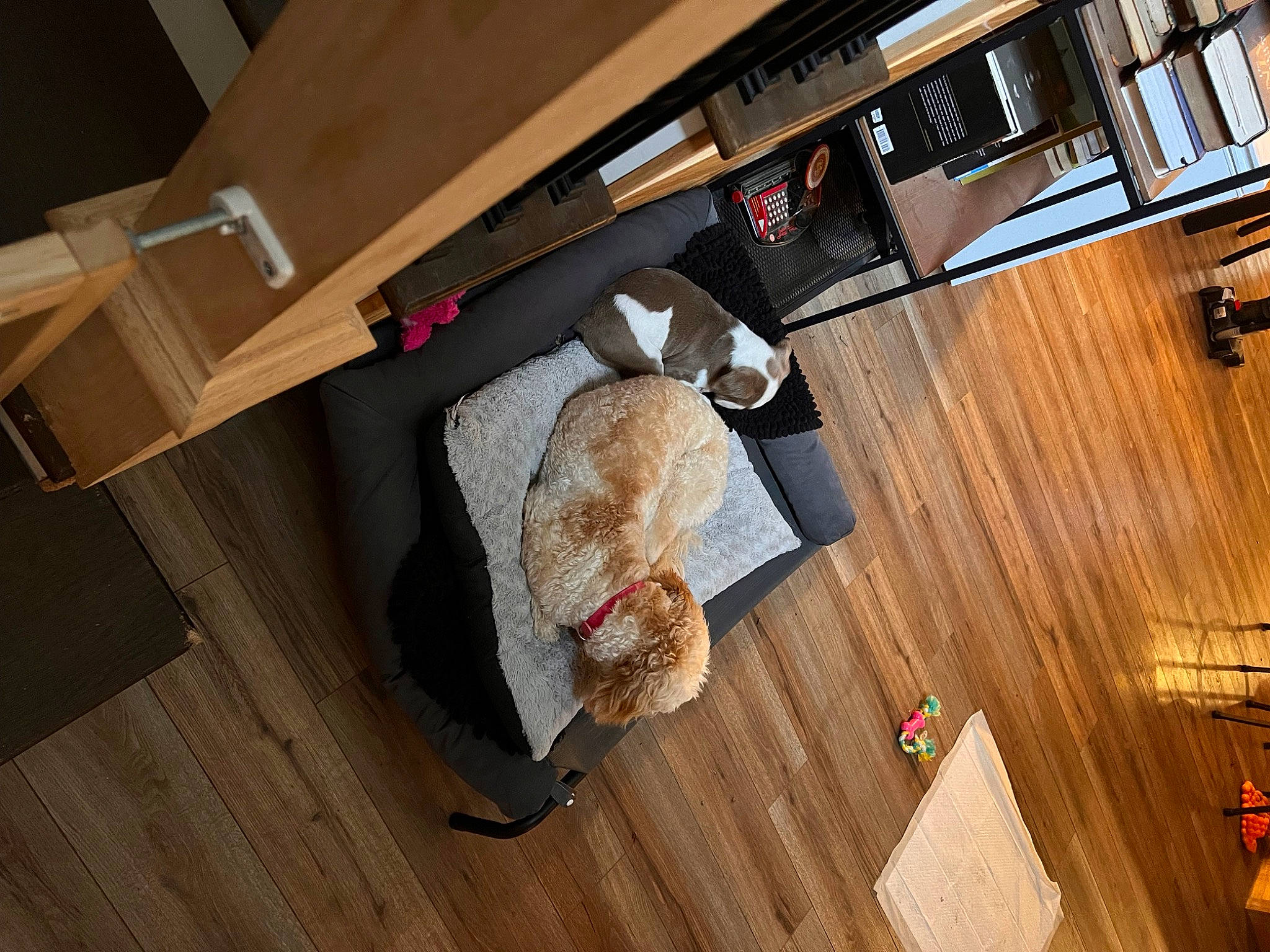 Coco is registered to the contest to win money with this photo: building, ceiling, comfort, couch, countertop, floor, flooring, hardwood, house, kitchen, laminate_flooring, living_room, plywood, room, shelf, shelving, varnish, wood, wood_flooring, wood_stain