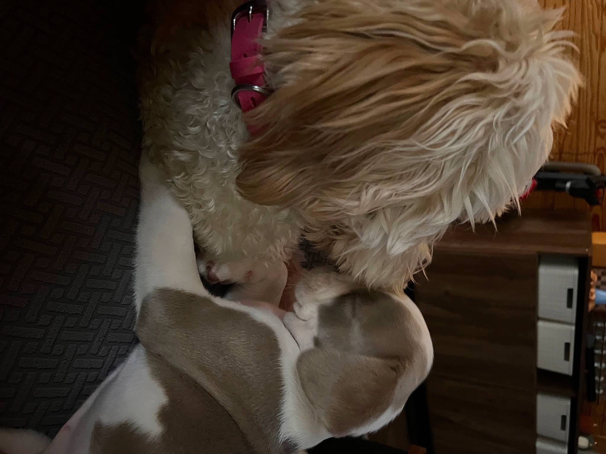 Coco is registered to the contest to win money with this photo: canidae, carnivore, comfort, companion_dog, dog_breed, dress, fawn, feather, felidae, flooring, fur, hair_coloring, hardwood, human_leg, sleeve, small_to_medium_sized_cats, sporting_group, tail, whiskers, wood