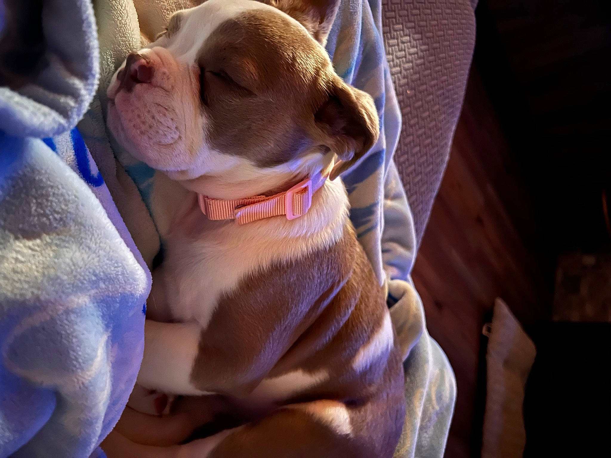 Coco joined the competition — help win amazing prizes! bulldog, canidae, carnivore, comfort, companion_dog, dog, dog_breed, fawn, non_sporting_group, puppy, puppy_love, sleep, soft_drink, sporting_group, toy_dog, whiskers, wood, working_animal, wrinkle