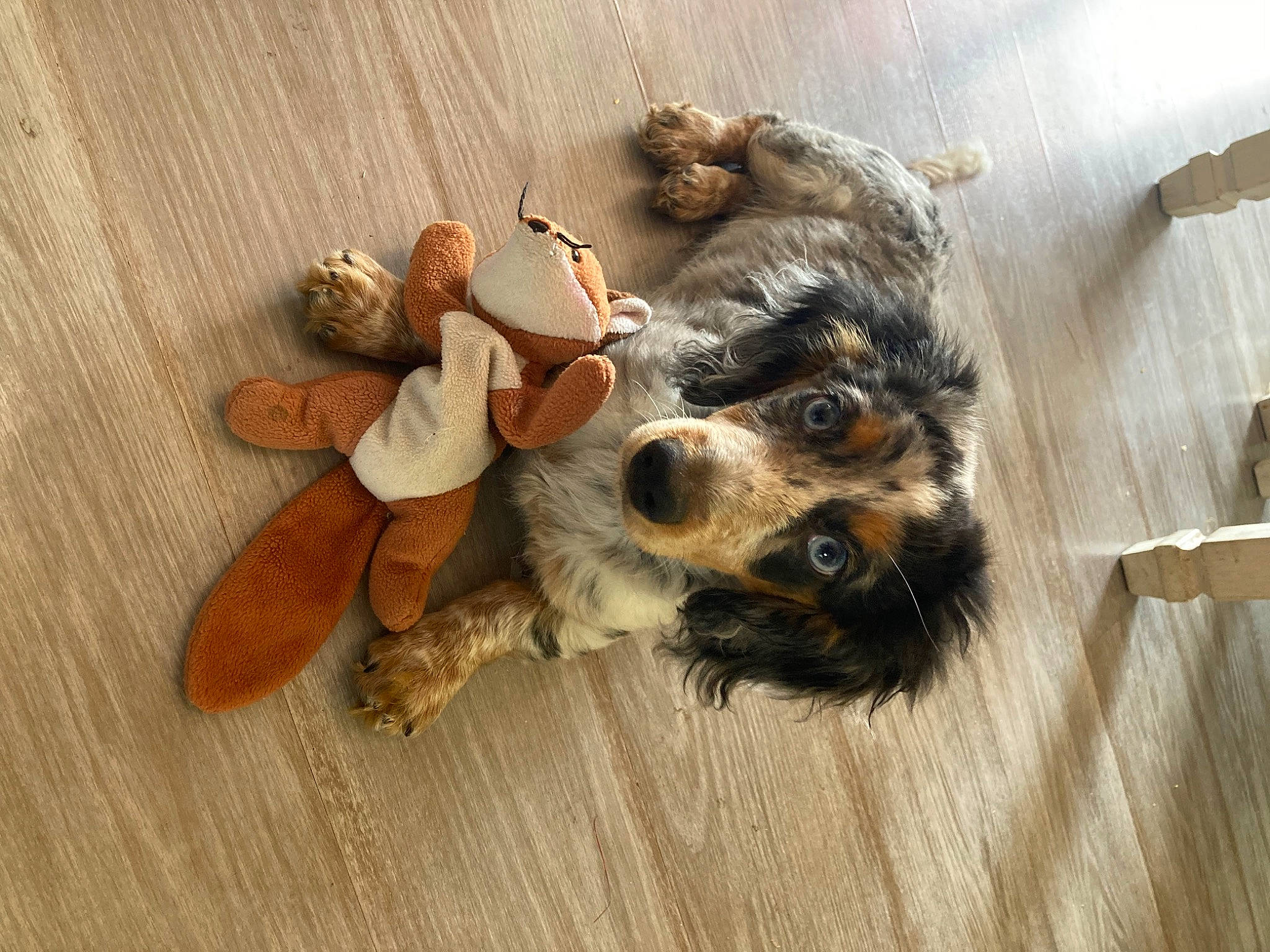 Tex joined the competition — help win amazing prizes! canidae, carnivore, companion_dog, dog, dog_breed, fawn, felidae, flooring, fur, hardwood, kitchen_utensil, paw, sporting_group, tail, toy, toy_dog, whiskers, wood, wood_stain, working_animal
