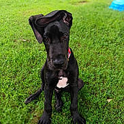 Gengis is registered to the contest to win money with this photo: animal, black_dog, canine, collar, cute, daylight, dog, ear_flop, friendly, grass, greenery, nature, outdoor, pet, playful, portrait, puppy, sitting, summer, young_dog