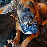 Bubba joined the competition — help win amazing prizes! dog, bandana, brown_dog, pet, indoor, blanket, bone, paw, furniture, floor, cat, animal, mammal, canine, domestic_animal, resting, looking_up, cute, companion, living_room