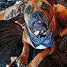 dog, bandana, brown_dog, pet, indoor, blanket, bone, paw, furniture, floor, cat, animal, mammal, canine, domestic_animal, resting, looking_up, cute, companion, living_room