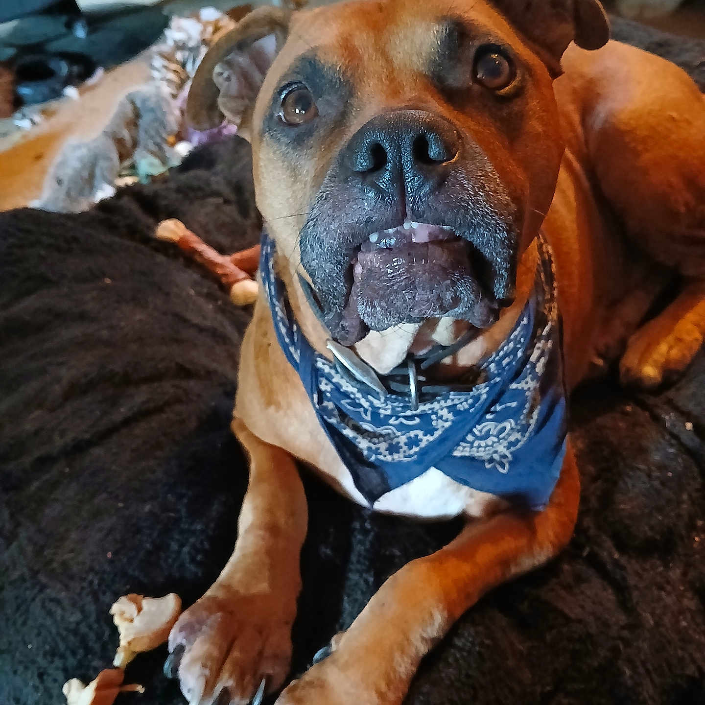 Bubba joined the competition — help win amazing prizes! dog, bandana, brown_dog, pet, indoor, blanket, bone, paw, furniture, floor, cat, animal, mammal, canine, domestic_animal, resting, looking_up, cute, companion, living_room
