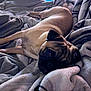 Lucas is registered to the contest to win money with this photo: animal, blanket, comfort, companion, cozy, cute, dog, fur, indoors, lying_down, mammal, pet, portrait, pug, relaxed, resting, sleepy, snuggle, soft, warm