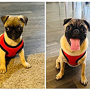 Lucas joined the competition — help win amazing prizes! animal, canine, carpet, cute, dog, domestic_animal, expression, floor, happy, indoor, pet, playful, pug, puppy, red_harness, sitting, tongue_out, two_dogs, wooden_floor, young_dog