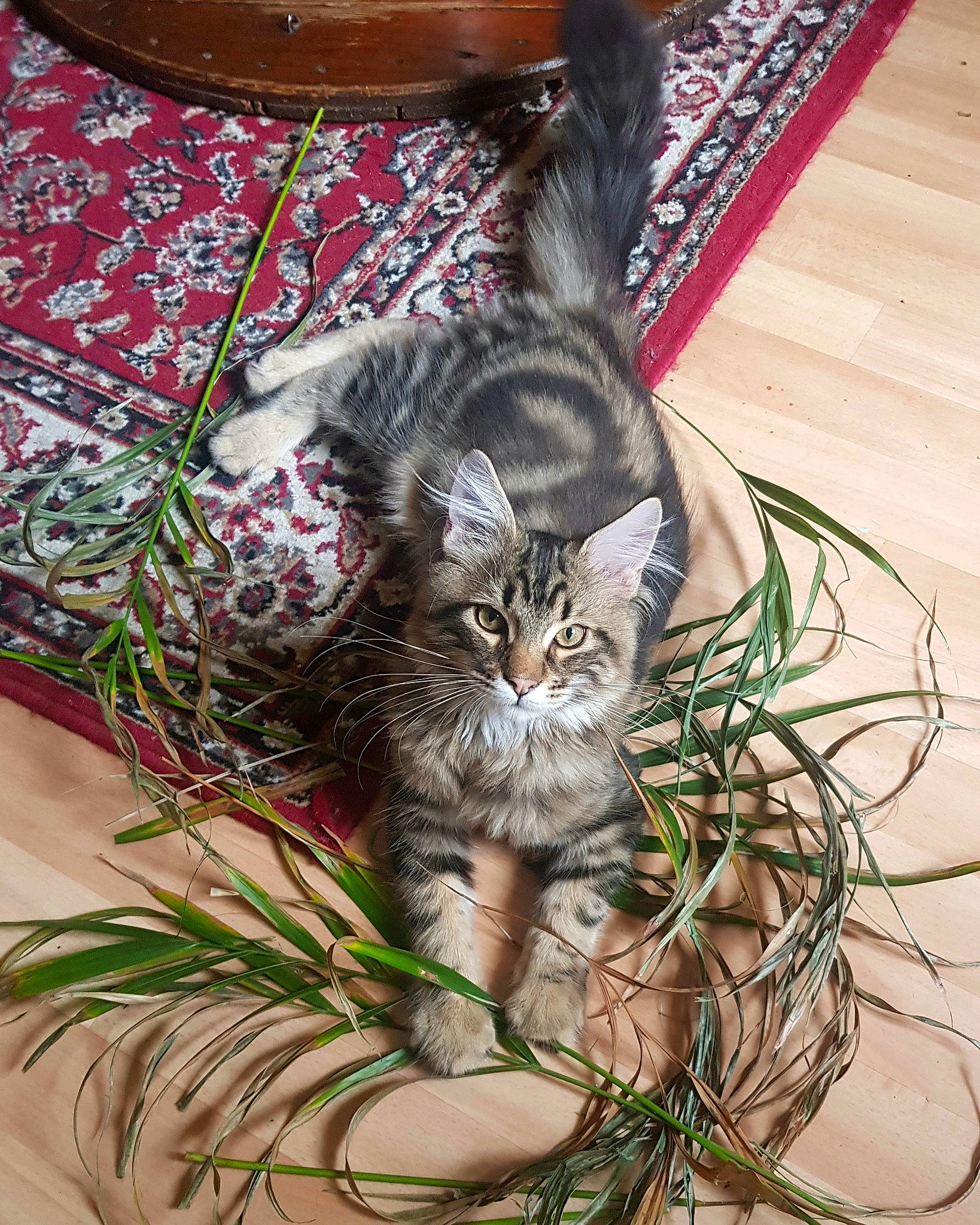 Marcello participe au concours pour gagner de l'argent avec cette photo : carnivore, cat, chair, claw, domestic_short_haired_cat, felidae, fur, grass, groundcover, pattern, paw, plant, small_to_medium_sized_cats, tail, terrestrial_animal, tree, whiskers, wood