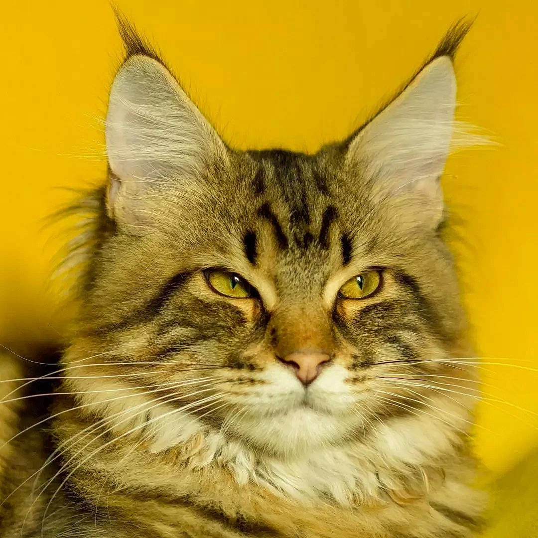 Marcello participe au concours pour gagner de l'argent avec cette photo : art, carnivore, cat, domestic_short_haired_cat, drawing, eye, felidae, fur, head, illustration, painting, plant, small_to_medium_sized_cats, snout, terrestrial_animal, visual_arts, whiskers, wildlife