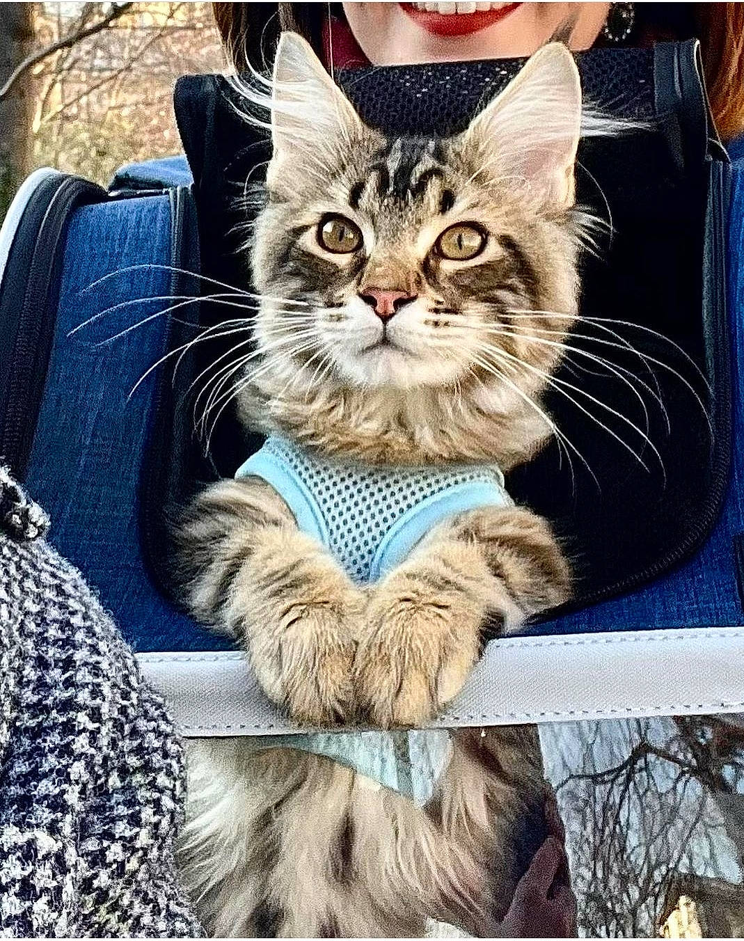 Marcello a rejoint le concours — aidez-le/la à gagner de superbes lots ! box, carnivore, cat, claw, domestic_short_haired_cat, electric_blue, felidae, fur, gesture, grass, pattern, paw, photo_caption, sitting, small_to_medium_sized_cats, snout, square, tail, tree, whiskers