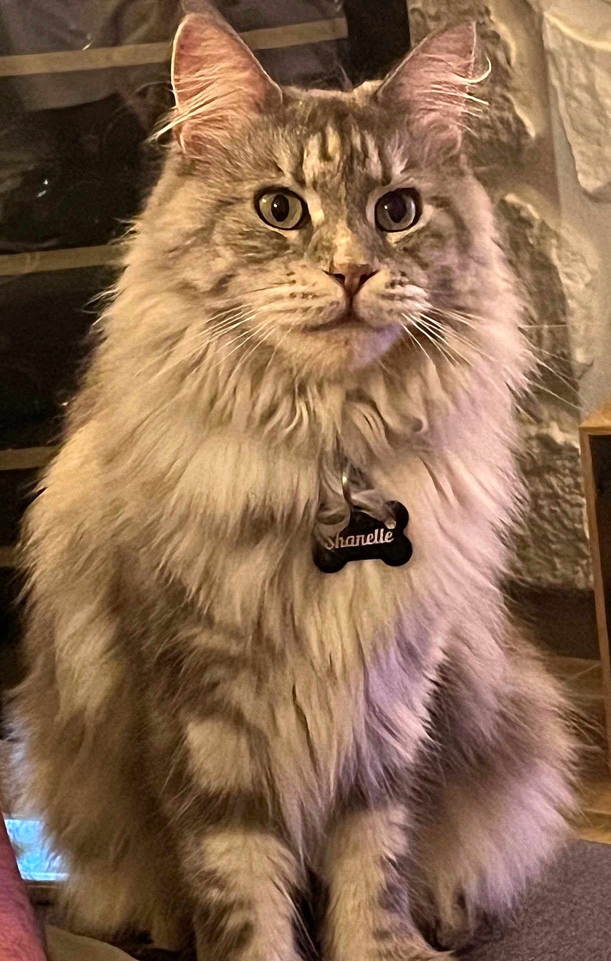 Shanelle participe au concours pour gagner de l'argent avec cette photo : cat, fluffy_cat, long_fur, pet, indoor, portrait, close_up, whiskers, pointed_ears, wide_eyes, furry, sitting, name_tag, bone_tag, tabby_pattern, paws, fur_texture, domestic_animal, adorable, cute