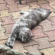 Shanelle a rejoint le concours — aidez-le/la à gagner de superbes lots ! cat, grey_cat, fluffy_cat, pet, outdoor, patio, paving_stones, brick_pavers, stones, rocks, stretching, relaxed, lying_down, fur, whiskers, paws, tail, garden, daylight, close_up