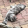 cat, grey_cat, fluffy_cat, pet, outdoor, patio, paving_stones, brick_pavers, stones, rocks, stretching, relaxed, lying_down, fur, whiskers, paws, tail, garden, daylight, close_up