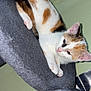 Beauty is registered to the contest to win money with this photo: cat, kitten, calico_cat, pet, indoor, feline, relaxed, fur, animal, resting, cozy, cat_tree, soft_texture, domestic_animal, cute, whiskers, ears, paws, curious, closeup