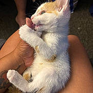 Beauty is registered to the contest to win money with this photo: kitten, cat, pet, animal, furry, cute, hand, person, tattoo, lap, indoor, nibbling, white, orange, fur, paw, relaxed, closeup, young, domestic