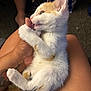 kitten, cat, pet, animal, furry, cute, hand, person, tattoo, lap, indoor, nibbling, white, orange, fur, paw, relaxed, closeup, young, domestic