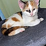 Beauty is registered to the contest to win money with this photo: cat, calico, kitten, pet, animal, feline, resting, indoor, soft, gray, fur, pink_nose, ears, whiskers, cute, domestic, young, portrait, side_view, relaxed